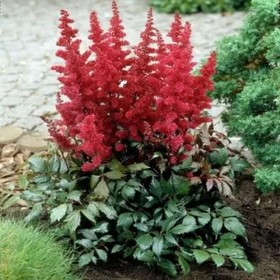 Астильба МОНТГОМЕРИ японская в Липецке