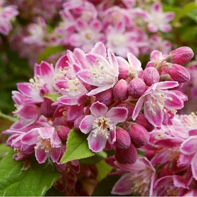 Дейция СТРОБЕРРИ ФИЛДС   Дейция СТРОБЕРРИ ФИЛДС  в Липецке