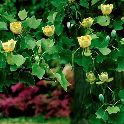 Лириодендрон  в Липецке