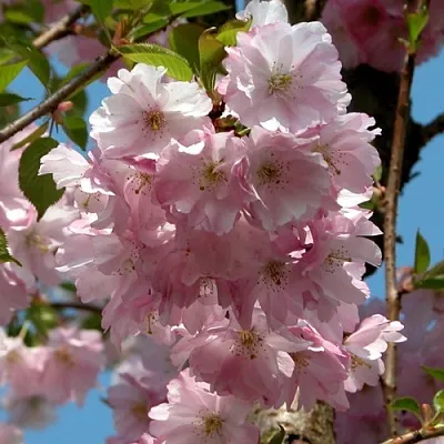 Вишня АККОЛЕЙД цветущая в Липецке