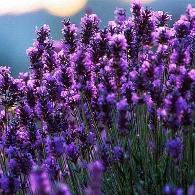 Лаванда  Лаванда в Липецке