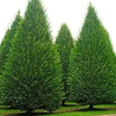 Граб  в Липецке