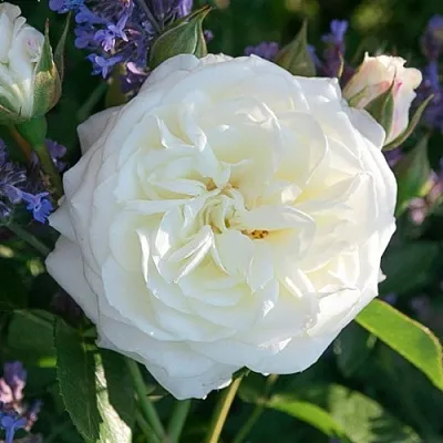 Саженцы роз АЛАБАСТЕР флорибунда  Саженцы роз АЛАБАСТЕР флорибунда в Липецке