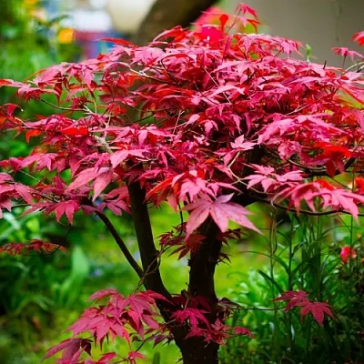 Клен дланевидный АТРОПУРПУРЕУМ  Клен дланевидный АТРОПУРПУРЕУМ в Липецке