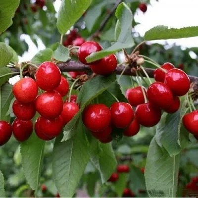 Черешня ДОНЕЦКАЯ КРАСАВИЦА  Черешня ДОНЕЦКАЯ КРАСАВИЦА в Липецке