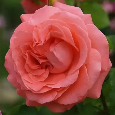 Саженцы роз ДИДИ БРИДЖУОТЕР плетистая  Саженцы роз ДИДИ БРИДЖУОТЕР плетистая в Липецке