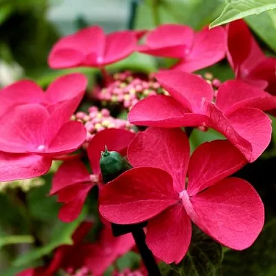 Гортензия РОТШВАНЦ крупнолистная  Гортензия РОТШВАНЦ крупнолистная в Липецке