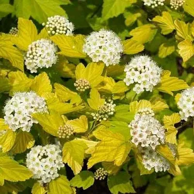 Пузыреплодник ДАРТС ГОЛД  Пузыреплодник ДАРТС ГОЛД в Липецке