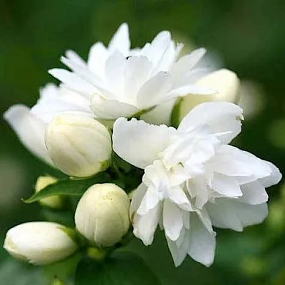 Жасмин ШНЕЕШТРУМ  Жасмин ШНЕЕШТРУМ в Липецке