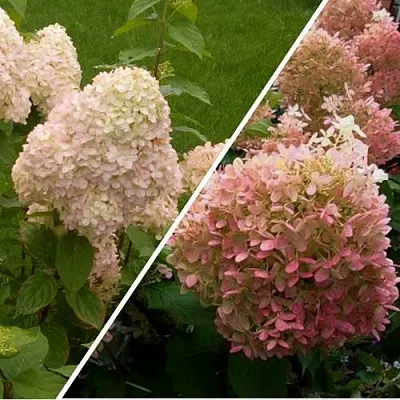 Комплект НЕЖНЫЕ ЧУВСТВА в Липецке