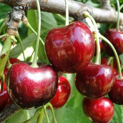 Черешня САШЕНЬКА  Черешня САШЕНЬКА в Липецке