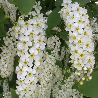 Черемуха САМОПЛОДНАЯ  Черемуха САМОПЛОДНАЯ в Липецке