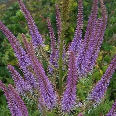 Вероникаструм ФАСЦИНЕЙШН  Вероникаструм ФАСЦИНЕЙШН в Липецке