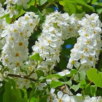 Черемуха ЧАЙКА  Черемуха ЧАЙКА в Липецке