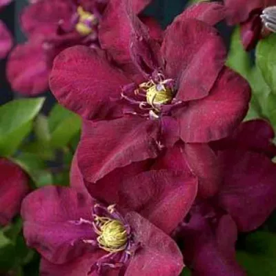 Клематис ЯН III СОБЕСКИ — описание сорта Клематис ЯН III СОБЕСКИ в Липецке