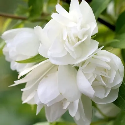 Жасмин МАНТО Д’ЭРМИН  Жасмин МАНТО Д’ЭРМИН в Липецке