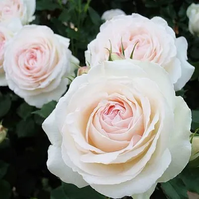 Саженцы роз ПАЛЕ РОЯЛЬ плетистая  Саженцы роз ПАЛЕ РОЯЛЬ плетистая в Липецке