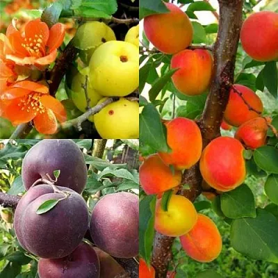 Комплект САД ДЛЯ ГУРМАНА в Липецке