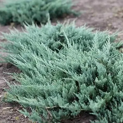 Можжевельник БЛЮ ЧИП горизонтальный  Можжевельник БЛЮ ЧИП горизонтальный в Липецке