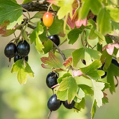 Смородина золотистая БЛЭЙКСТ  Смородина золотистая БЛЭЙКСТ в Липецке