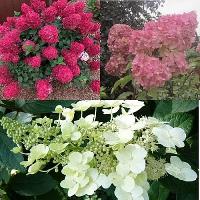 Комплект САД ЭМОЦИЙ в Липецке