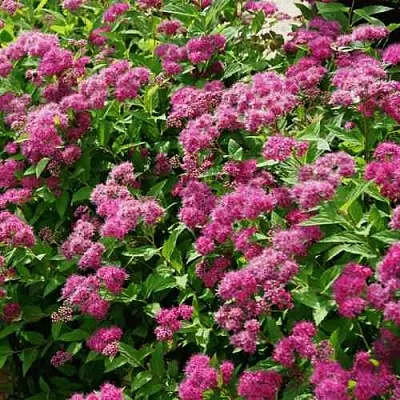 Спирея КРИСПА японская  Спирея КРИСПА японская в Липецке