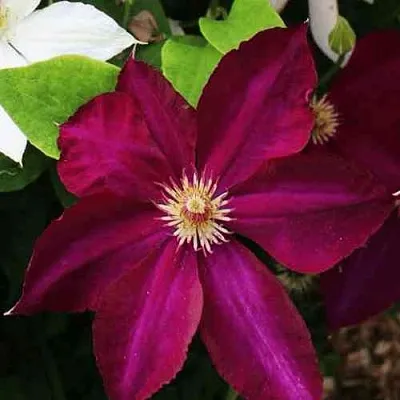 Клематис МАЗОВШЕ  Клематис МАЗОВШЕ в Липецке