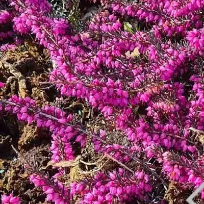 Вереск  Вереск в Липецке