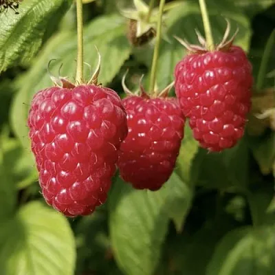 Малина МАПЕМА  в Липецке