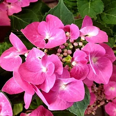 Гортензия ТАУБЕ крупнолистная  Гортензия ТАУБЕ крупнолистная в Липецке