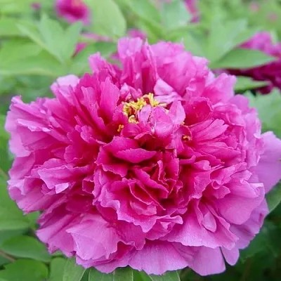 Пион ЛИЛОВАЯ ФАНТАЗИЯ древовидный  Пион ЛИЛОВАЯ ФАНТАЗИЯ древовидный в Липецке