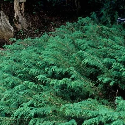 Микробиота  Микробиота в Липецке