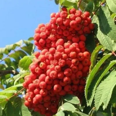 Рябина НЕВЕЖИНСКАЯ сладкоплодная в Липецке