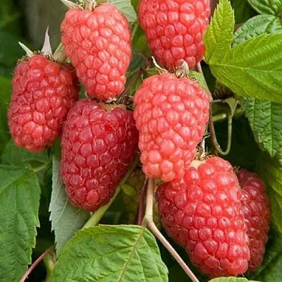 Малина КАСКАД ДЕЛАЙТ в Липецке