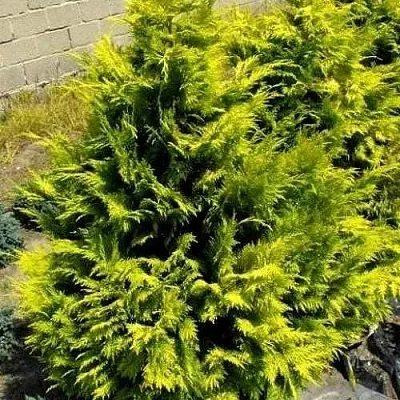 Кипарисовик ГОЛДЕН ВОНДЕР лавсона  Кипарисовик ГОЛДЕН ВОНДЕР лавсона в Липецке