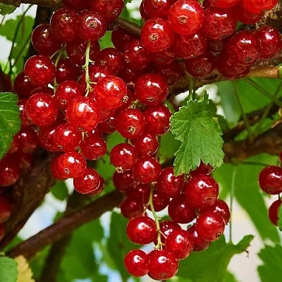 Смородина красная НАТАЛИ  Смородина красная НАТАЛИ в Липецке