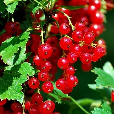 Смородина красная НЕНАГЛЯДНАЯ  Смородина красная НЕНАГЛЯДНАЯ в Липецке