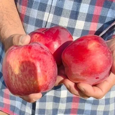 Яблоня ПАМЯТЬ КОВАЛЕНКО — описание сорта Яблоня ПАМЯТЬ КОВАЛЕНКО в Липецке