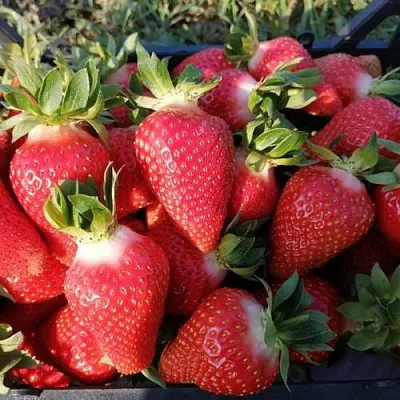 Клубника ЛЮЧИЯ в Липецке