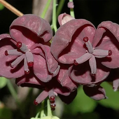Акебия  Акебия в Липецке