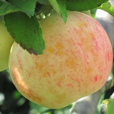 Яблоня ЛЕТНЕЕ СЛАДКОЕ  Яблоня ЛЕТНЕЕ СЛАДКОЕ в Липецке