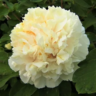 Пион НЕЖНЫЙ ГОЛОС древовидный  Пион НЕЖНЫЙ ГОЛОС древовидный в Липецке