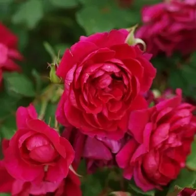 Саженцы роз КВАДРА плетистая  Саженцы роз КВАДРА плетистая в Липецке