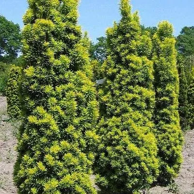 Тис ДАВИД ягодный  Тис ДАВИД ягодный в Липецке