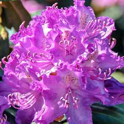 Рододендрон АЛЬФРЕД в Липецке