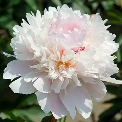 Пион АЛЕРТИ травянистый  Пион АЛЕРТИ травянистый в Липецке