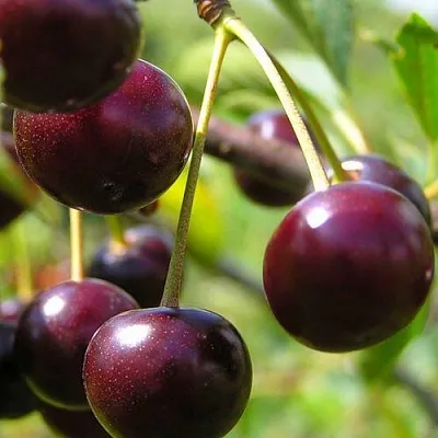 Вишня ЛИВЕНСКАЯ в Липецке