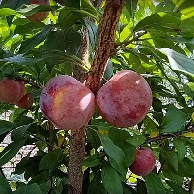 Плуот ГЕО ПРАЙД в Липецке