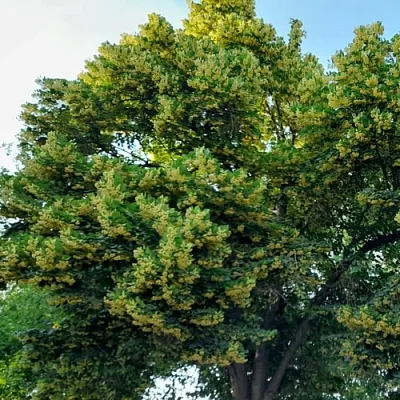 Липа в Липецке