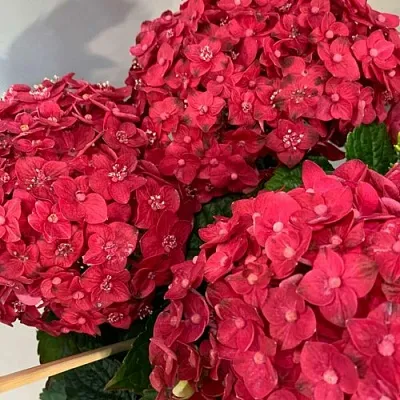 Гортензия ЭНДЛЕСС САММЕР ЛАВ крупнолистная  Гортензия ЭНДЛЕСС САММЕР ЛАВ крупнолистная в Липецке